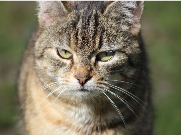 gato atento